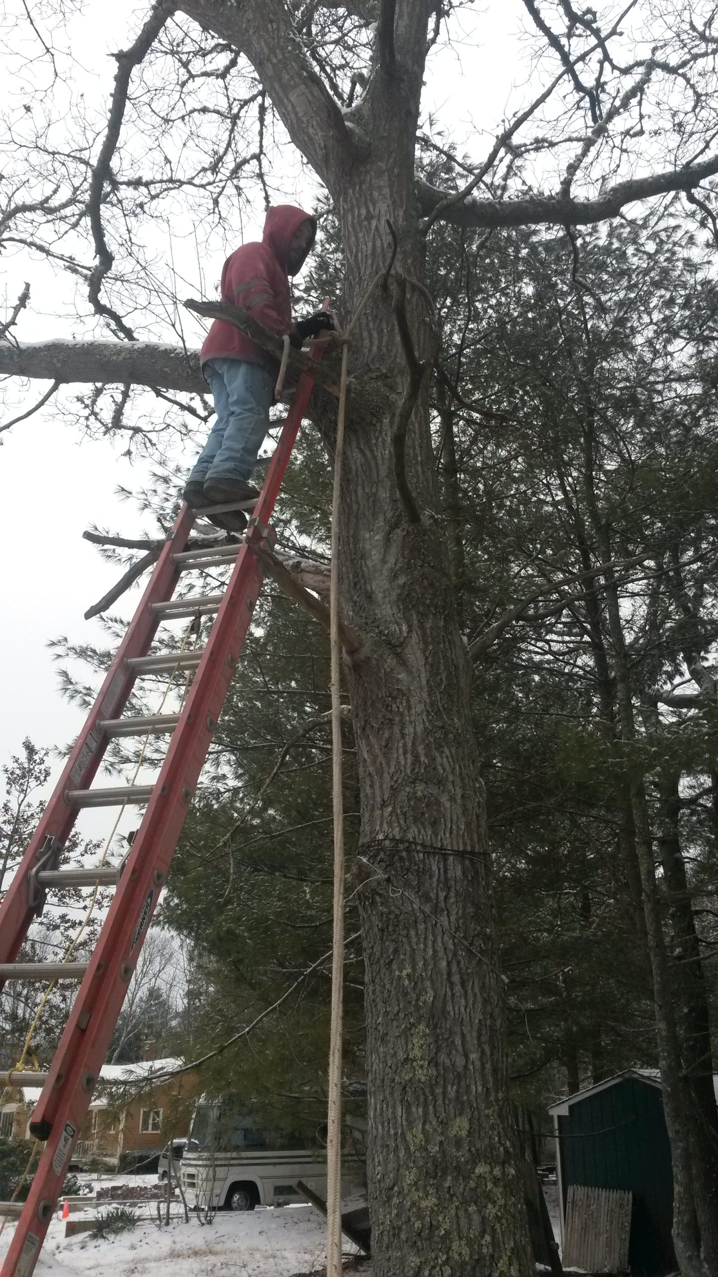 Tree Service - Tree removal