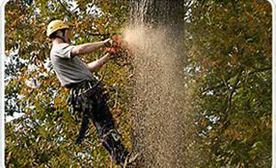 TREE SERVICES